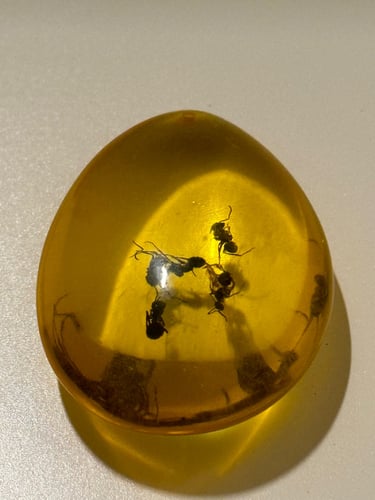 تحفة تراب كهرمان محشي نمل طبيعي