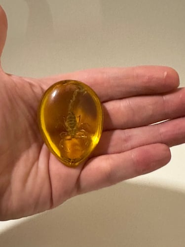 تحفه تراب كهرمان محشي بعقرب طبيعي