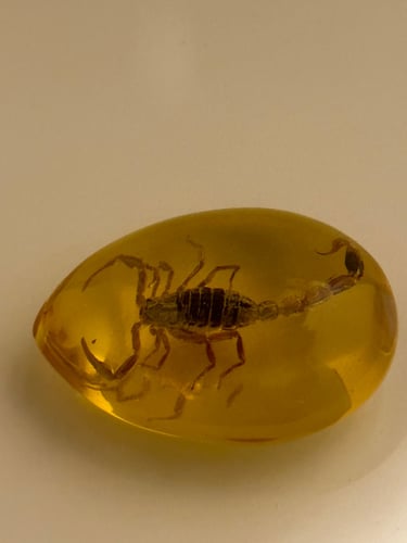 تحفه تراب كهرمان محشي بعقرب طبيعي