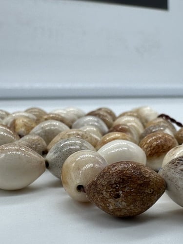 سبحة قرن الغزال الاوربي