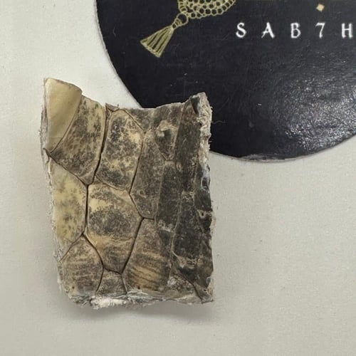 سبحة من جلد التمساح الطبيعي مع عينة