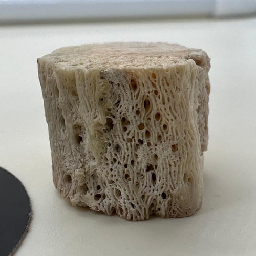 سبحة مرجان ابيض حر مع عينة طبيعية من المرجان