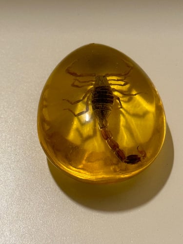 تحفه تراب كهرمان محشي بعقرب طبيعي