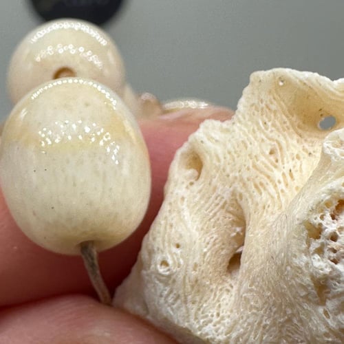 سبحة مرجان ابيض حر طبيعي مع عينة طبيعية من المرجان