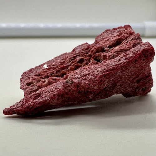 سبحة مرجان احمر طبيعي حر مع عينة من المرجان