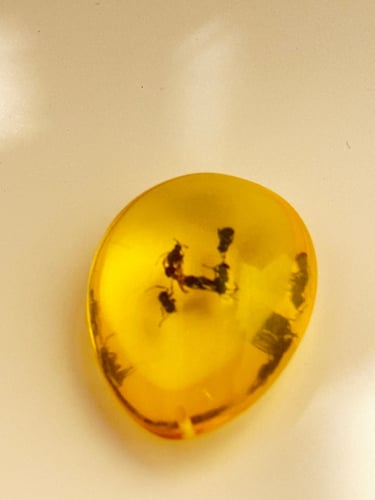 تحفة تراب كهرمان محشي نمل طبيعي