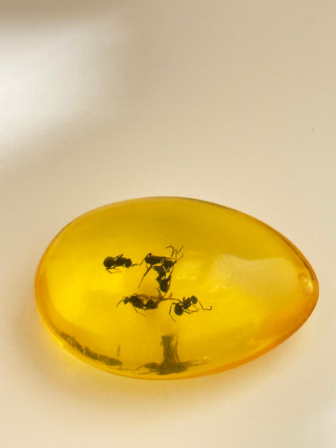 تحفة تراب كهرمان محشي نمل طبيعي