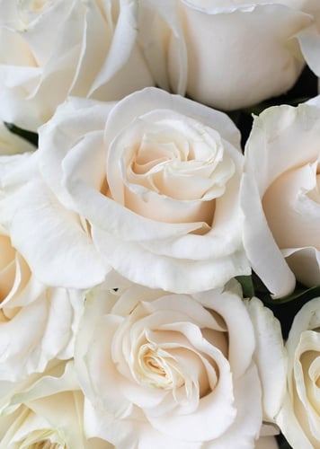 القلوب البيضاء