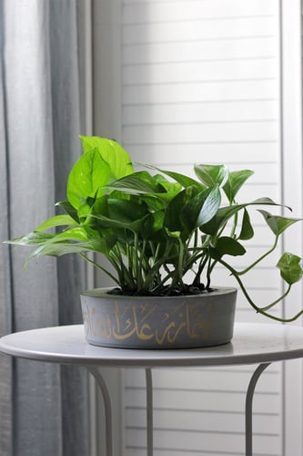 حوض كونكريت بعبارة أينما زرعك الله أزهر