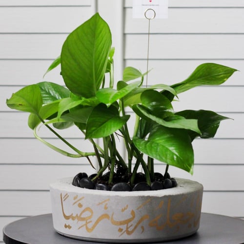 حوض كونكريت ب آية ( واجعله ربي رضياً )