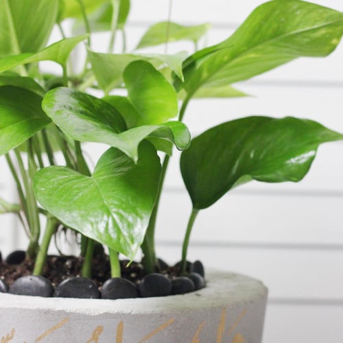 حوض كونكريت ب آية ( واجعله ربي رضياً )