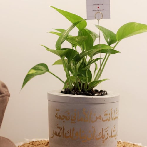 حوض كونكريت بعبارة ( وتشاء أنت من الأماني نجمة ويش...