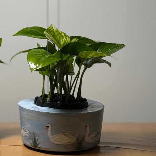 حوض صغير رسمة بجعات