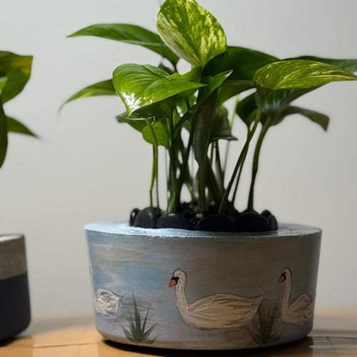 حوض صغير رسمة بجعات