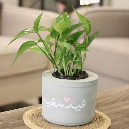 حوض كونكريت وسط ( عيد سعيد )