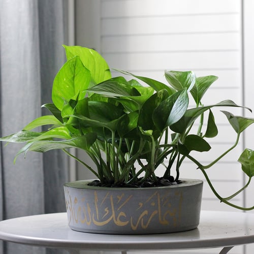 حوض كونكريت بعبارة أينما زرعك الله أزهر