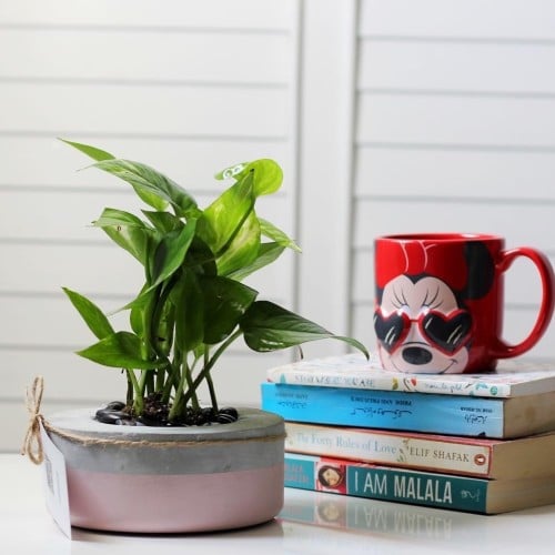 حوض كونكريت حجم صغير بألوان مختلفة