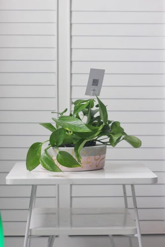 حوض كونكريت بتصميم وردي ( مخصصه بالأسم )