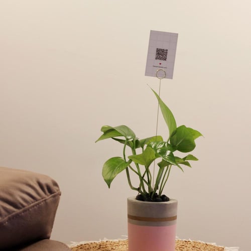 حوض كونكريت صغير بألوان مختلفة