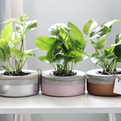 حوض كونكريت حجم صغير بألوان مختلفة