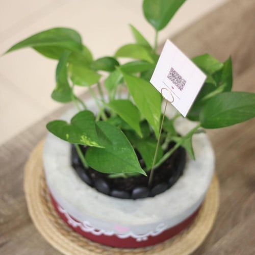 حوض كونكريت عيد سعيد ( بألوان مختلفة )