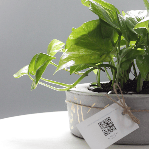 حوض كونكريت (وما أمي إلا قمراً أنار لي كل عتمة)