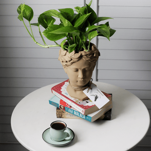 حوض وجه فخاري - لون بيج ( مع نبات البوتس )