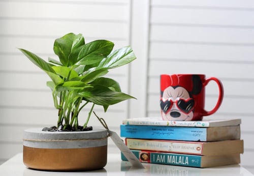 حوض كونكريت حجم صغير بألوان مختلفة