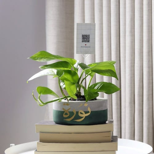 حوض كونكريت حجم صغير بألوان مختلفة