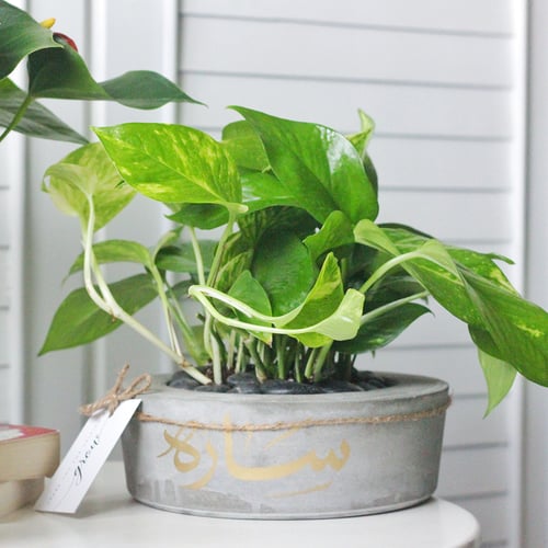 حوض كونكريت ( مخصصه بالأسم )