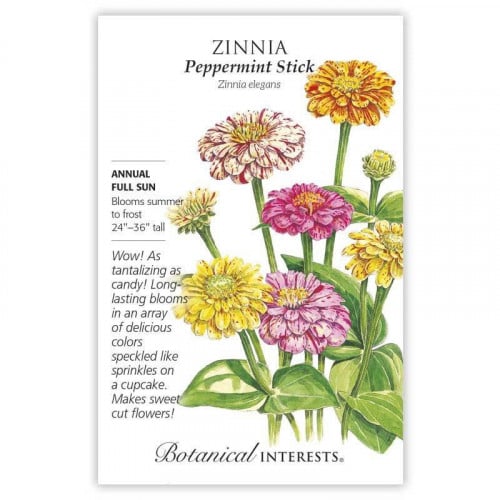 بذور زينيا النعناع - Peppermint Stick Zinnia
