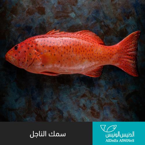 1 كيلو سمك الناجل الحر