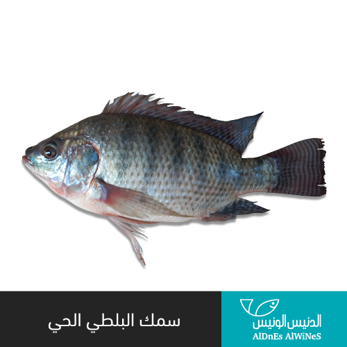 سمك البلطي الحي