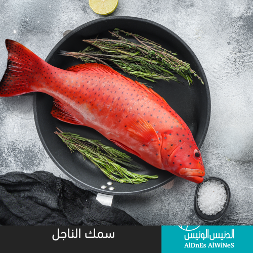 سمك الناجل الحر