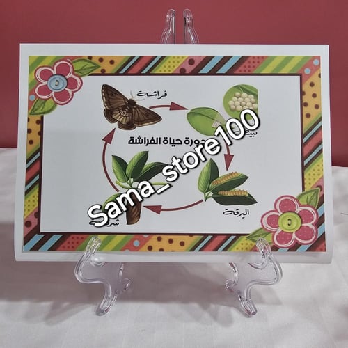 مطوية دورة حياة الحيوانات pdf( الجمل، الفراشة، الد...