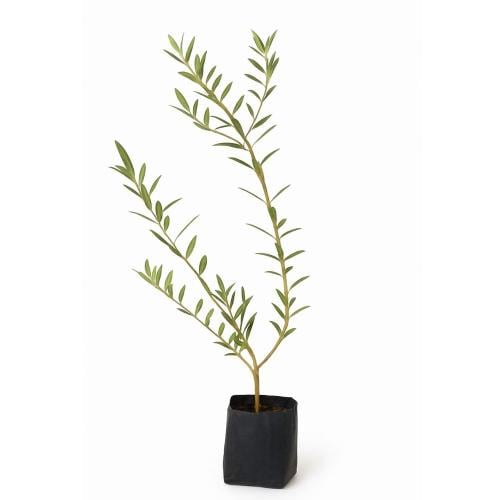 شتلة زيت زيتون العمر 1 سنه