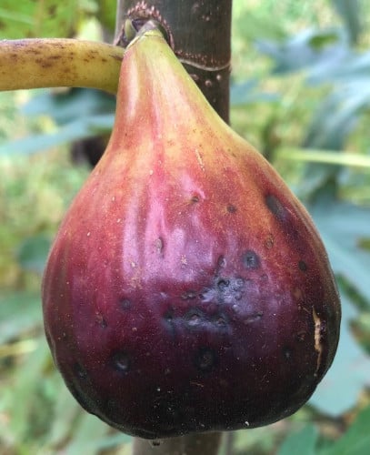 تين جي نيري