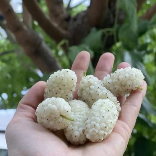 White raspberry seedlings about one and a half meters