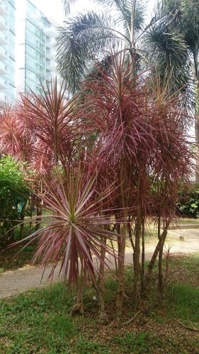 Darisina margined red seedlings about 30-50 cm
