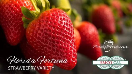 شتلات فراولة فيرتونا