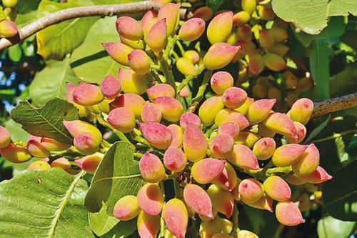 شتلات فستق حلبي عاشوري شتلات صغيرة مزروعة من البذر...