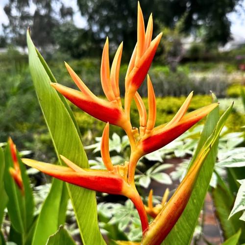 شتلات هيليكونيا Heliconia