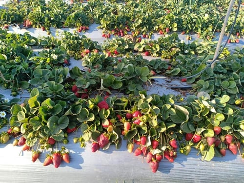 شتلات فراولة فيستفال