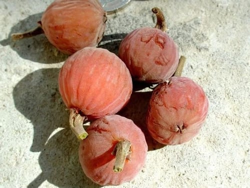 شتلات الجميز ارتفاع حوالي 40_60 سم