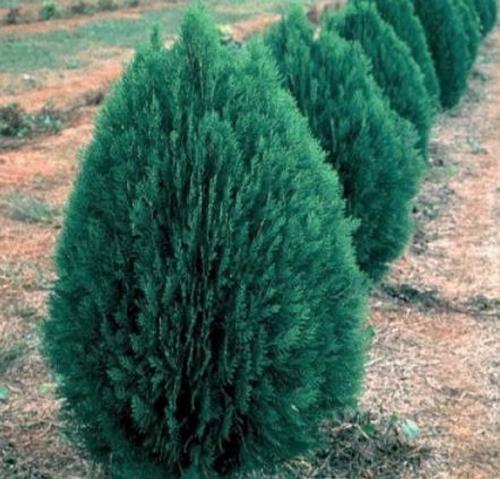 Blue thyme seedlings about 40-60 cm