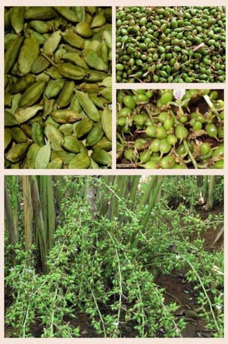 شتلات هيل مستورد تايلند حوالي 60-80سم