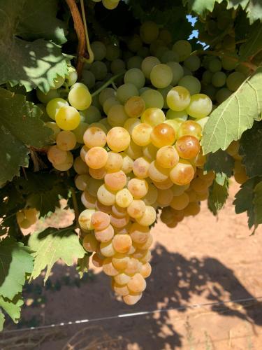 شتلات عنب دايموند مسقط العنب الألماسي حوالي 20_50...