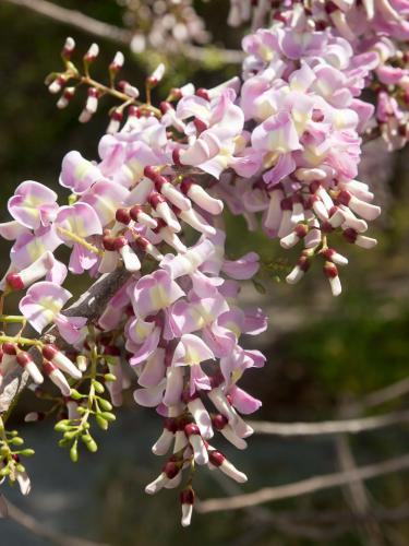 شتلات شجرة الليلك المكسيكي حوالي 60_80سم