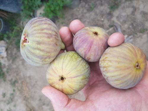 تين سلطاني حوالي متر ونصف