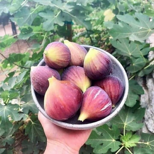 تين عنق الحمام